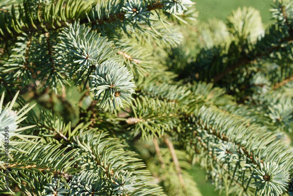 Pine Tree Close Up Pine Tree Close Up