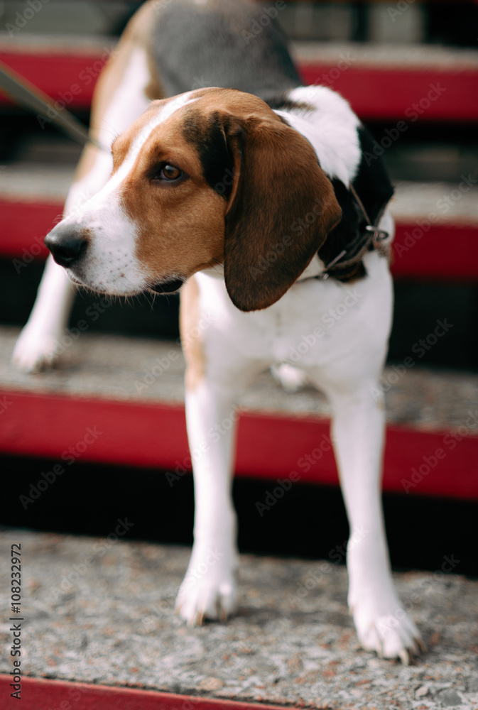 Estonian Hound dog outdoor close up portrait at cloudy day