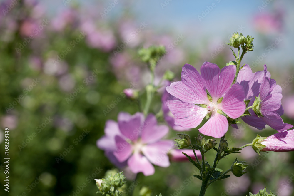 Naklejka premium blooming musk mallow field in summer light (Malva alcea, cut-lea