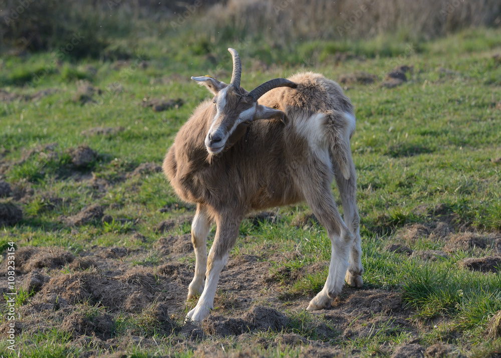 Ziege mit Mücken Ziege mit Mücken