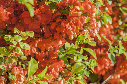 Red blossom bush