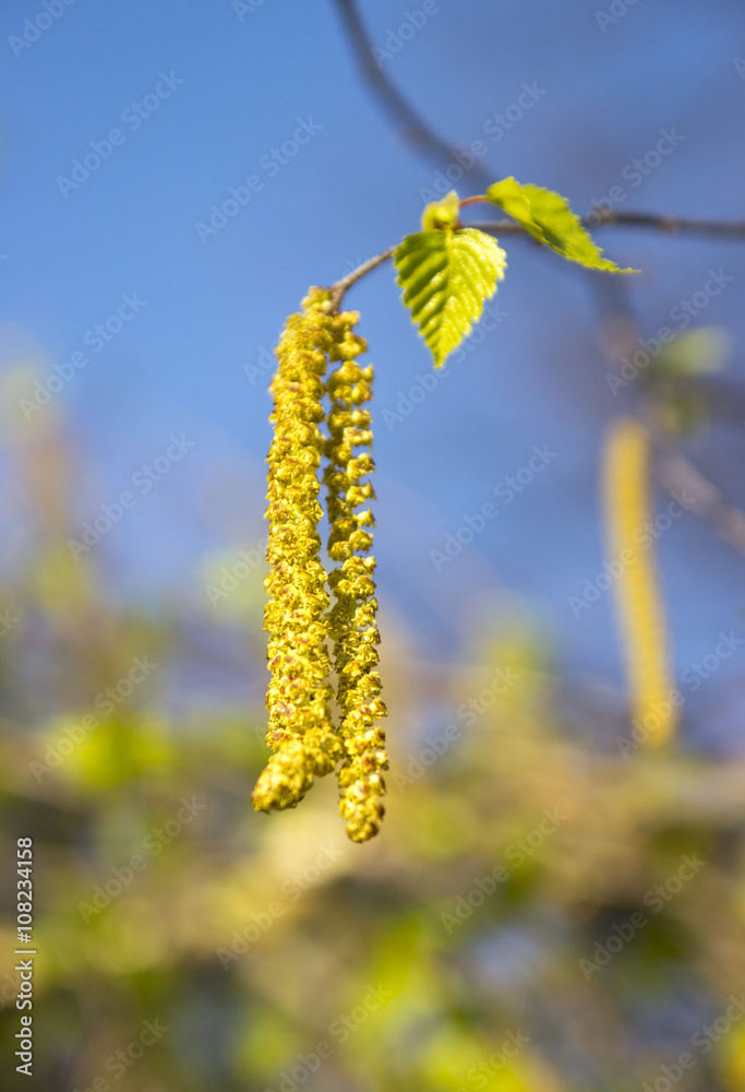 Obraz premium Catkin of blossoming birch tree at spring 
