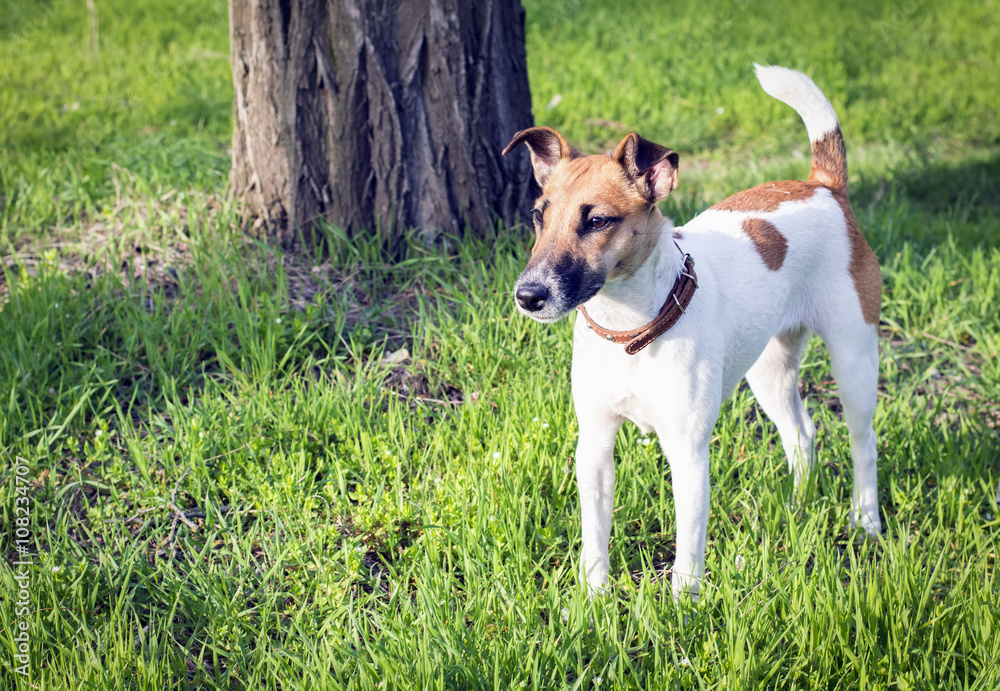 Dog fox terrier on walk in the spring Dog fox terrier on walk in the spring