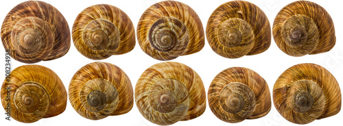 Snail shells isolated on white background.