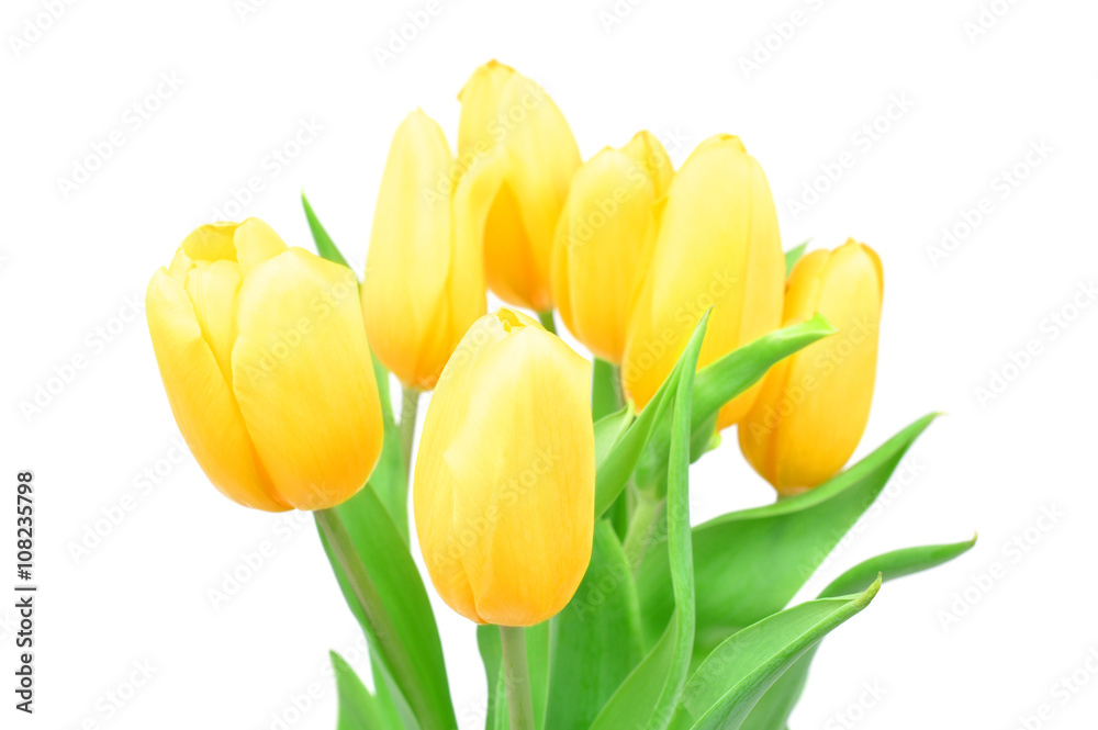 Obraz premium Closeup Yellow Tulips Spring Flowers Isolated on white background, Spring Flowers