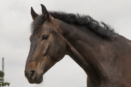 Kopf und Hals eines dunkelbraunen Pferdes vor hellem Himmel