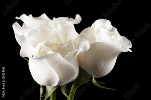 Fototapeta Naklejka Na Ścianę i Meble -  Primer plano de rosas blancas