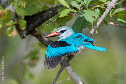 Woodland Kingfisher