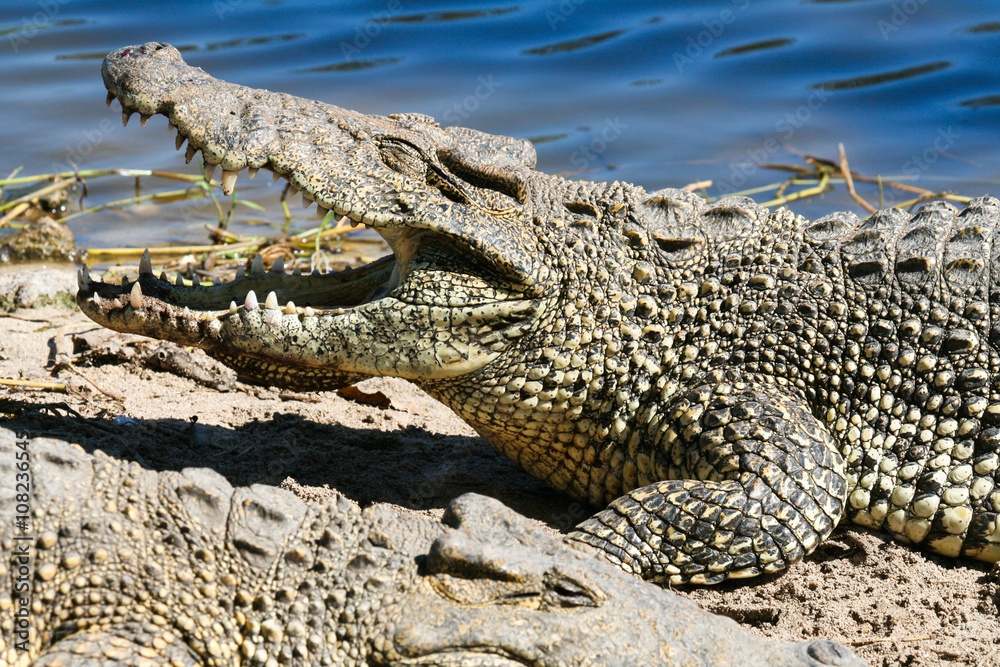 Fototapeta premium Toothy jaws of alligator