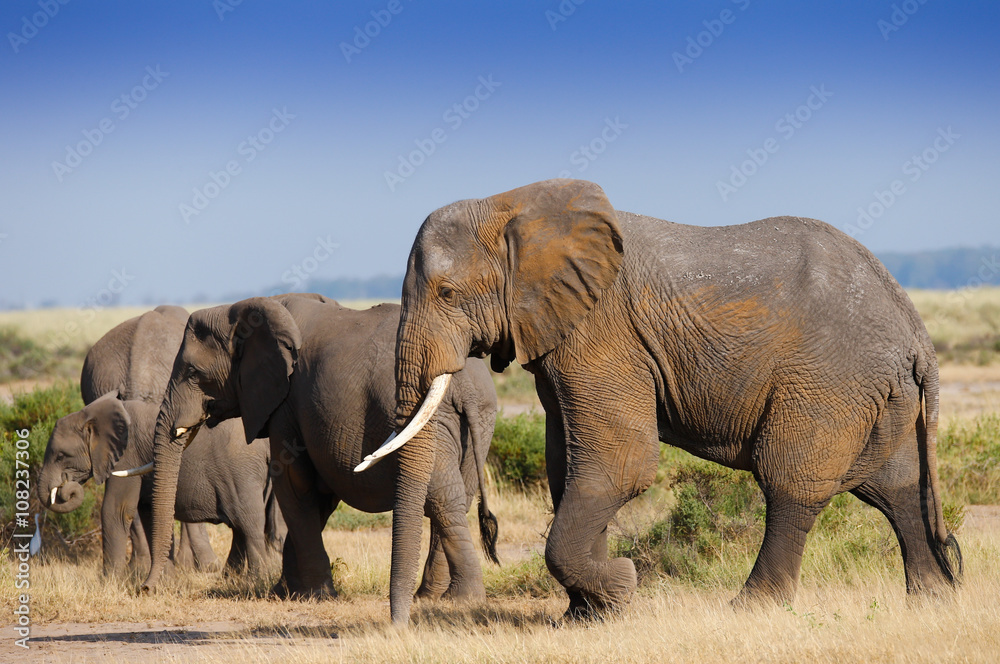 Fototapeta premium Family elephants on african savannah in misty dusty lights