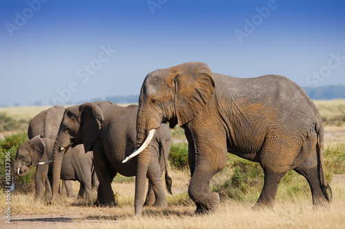 Family elephants on african savannah in misty dusty lights © kubikactive