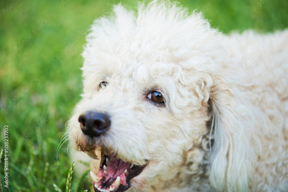 barking poodle on grass barking poodle on grass