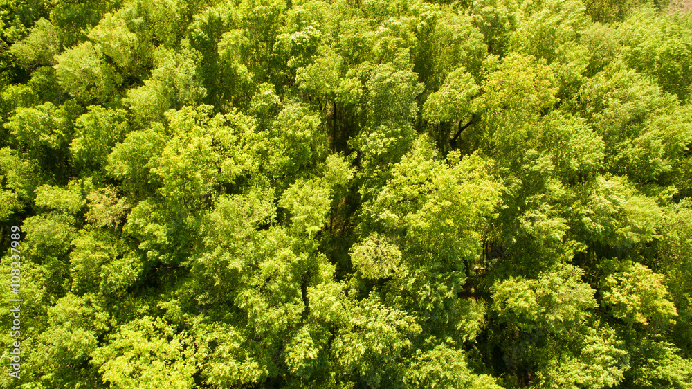 Top view of green forest on Spring day