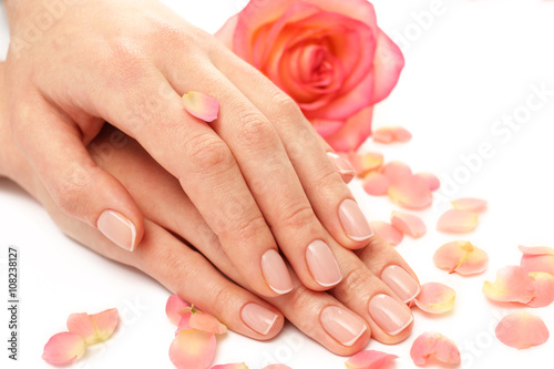 Woman hands with beautiful rose and petals on white background, close up