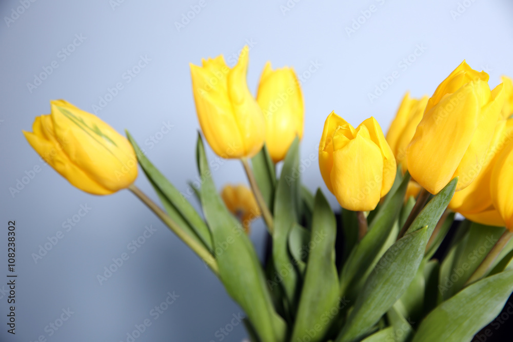 Fototapeta premium Beautiful yellow tulips against blue wall background