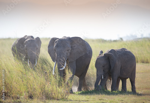 Family elephants on african savannah in misty dusty lights