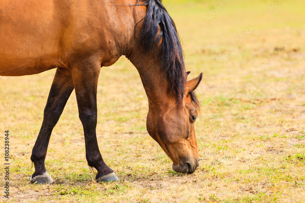 Majestic graceful brown horse in meadow. Majestic graceful brown horse in meadow.