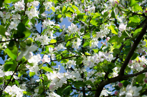 Spring apple tree flowers