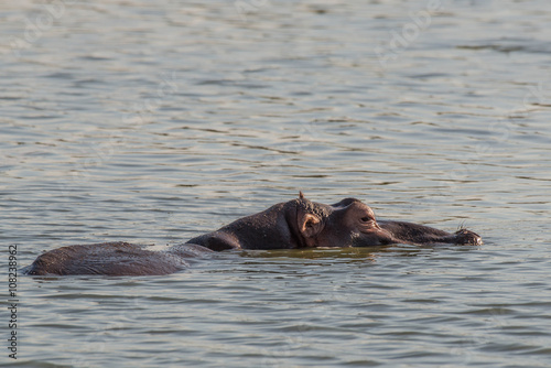 Swimming Hippo