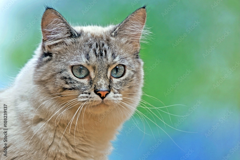 Head of Ragdoll cross Kitten watching Head of Ragdoll cross Kitten watching