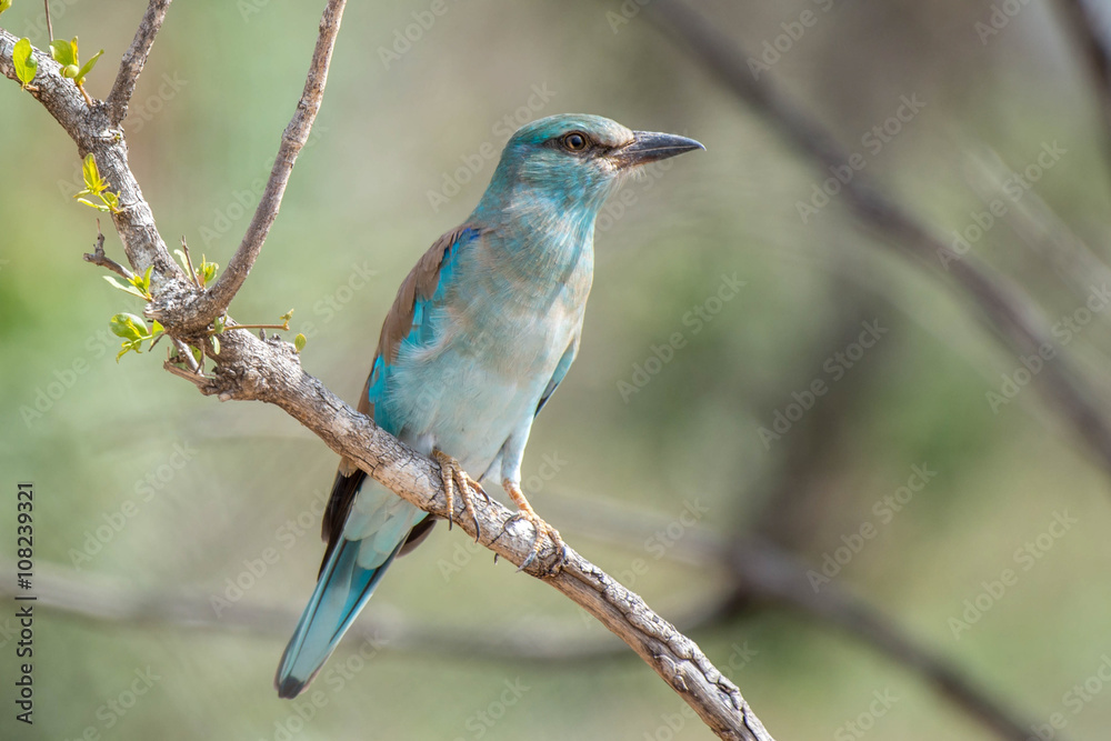 European Roller