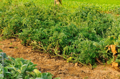 variety vegetable plants in growth at vegetable garden photo