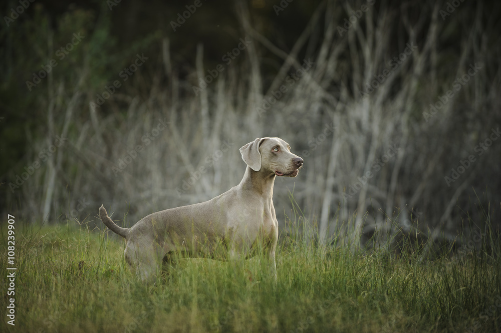 Weimaraner standing in grass field with dry bushes in the background Weimaraner standing in grass field with dry bushes in the background