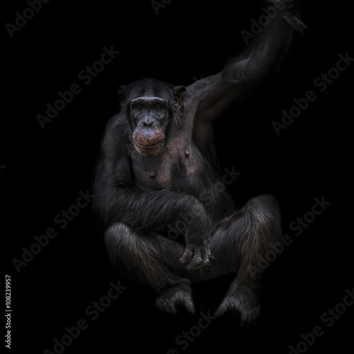 Thinking chimpanzee portrait close up at black background