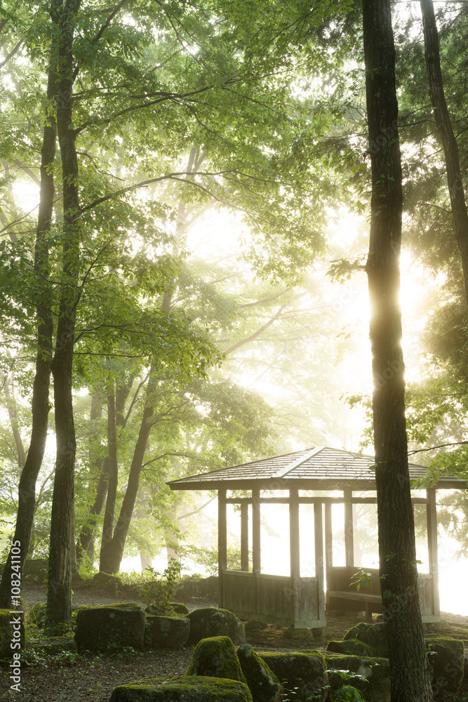 Fototapeta premium 朝霧の公園