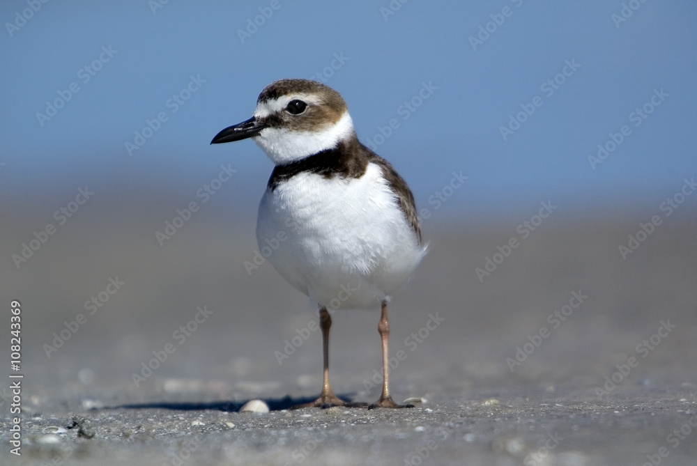 Wilson's Plover (Charadrius wilsonia) standing on a sunny beach. Wilson's Plover (Charadrius wilsonia) standing on a sunny beach.