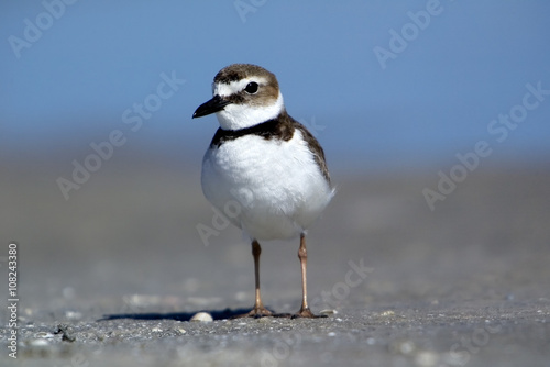 Wilson's Plover (Charadrius wilsonia) standing on a sunny beach.