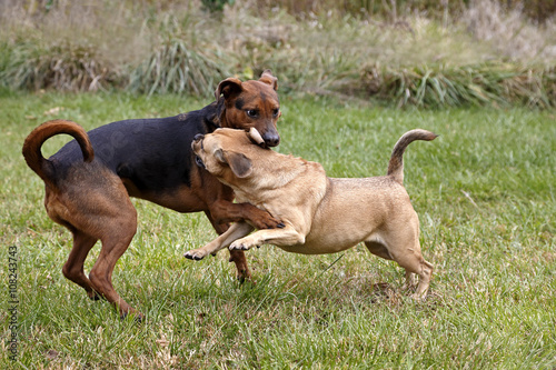 Canvas Print Mixed breed Boxer Shepherd and Puggle dogs playing