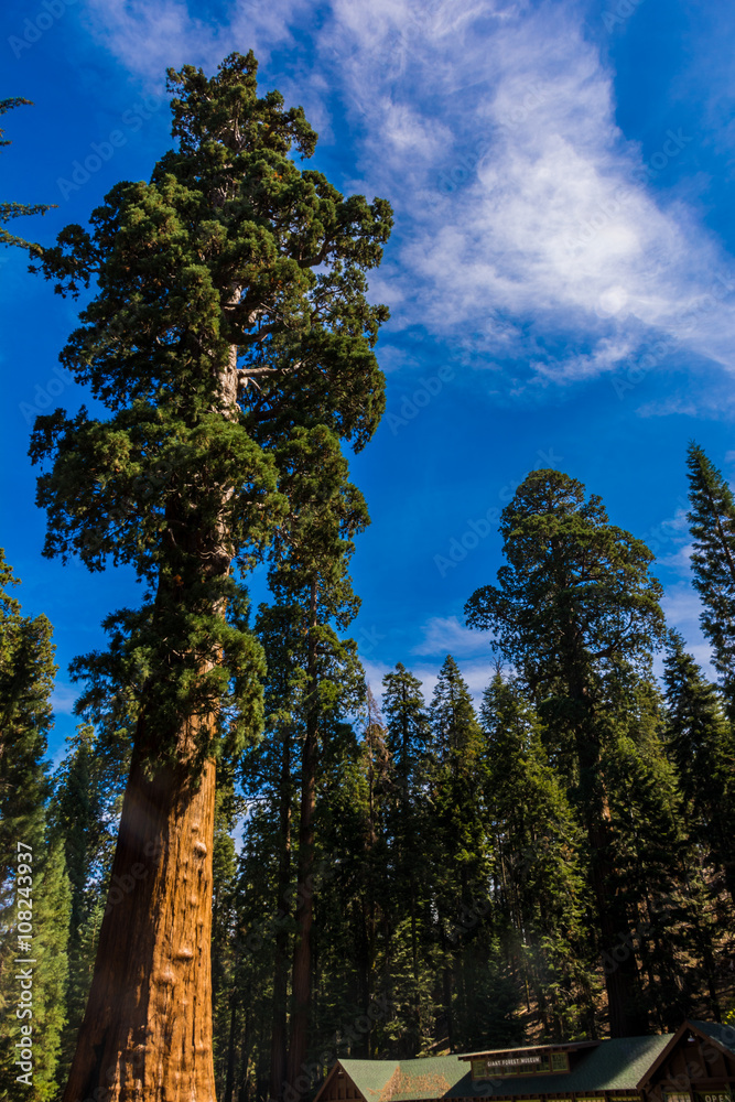 Giant Sequoia Tree, Giant Forest, California USA Giant Sequoia Tree, Giant Forest, California USA