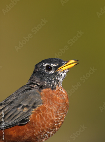 American Robin (Turdus migratorius) isolated on a green background.