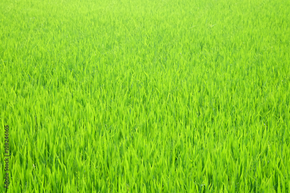 A Scenic Shot of the Paddy Field Plantations in Malaysia A Scenic Shot of the Paddy Field Plantations in Malaysia