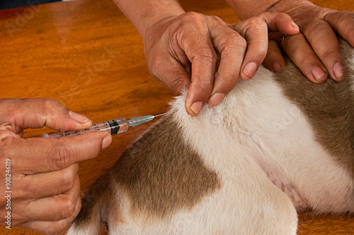 needle injection on the puppy skin