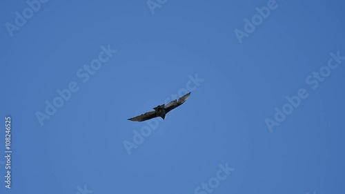 Turkey Vulture Slow Motion 96fps 04 Big Sur California