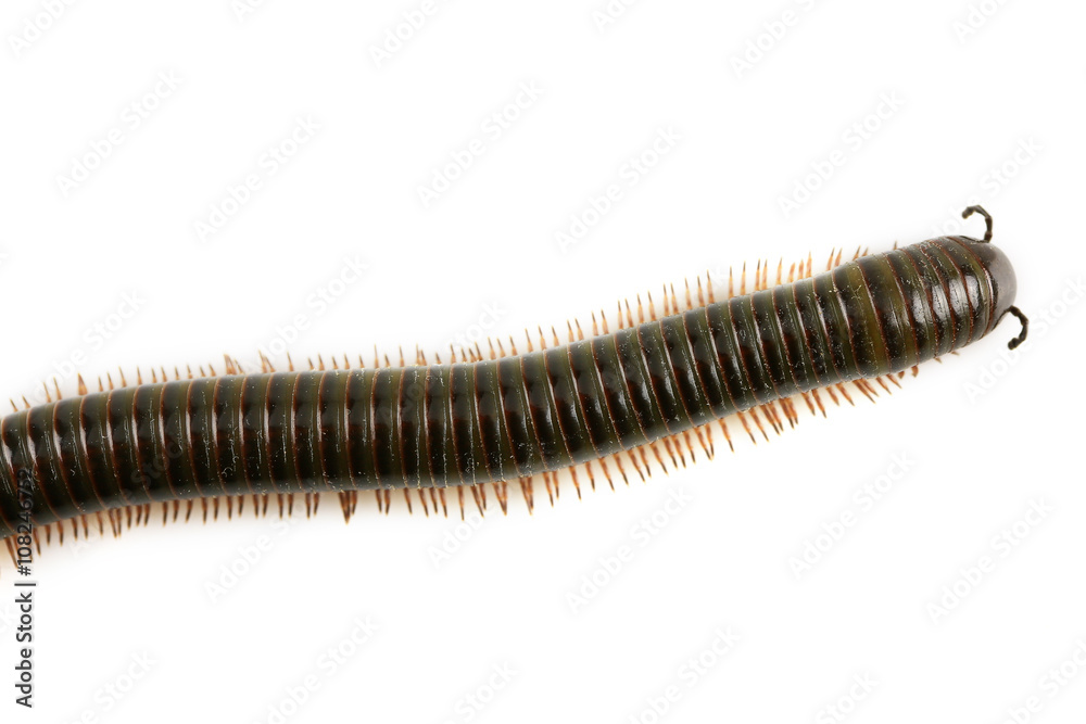 animal millipede isolated on white background and empty area for text, Nature concept. animal millipede isolated on white background and empty area for text, Nature concept.