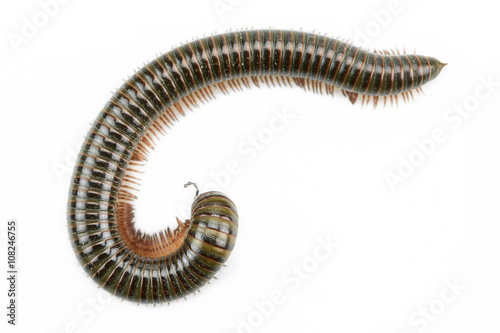 Fényképezés animal millipede isolated on white background and empty area for text, Nature concept