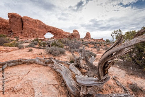 deadwood in the desert