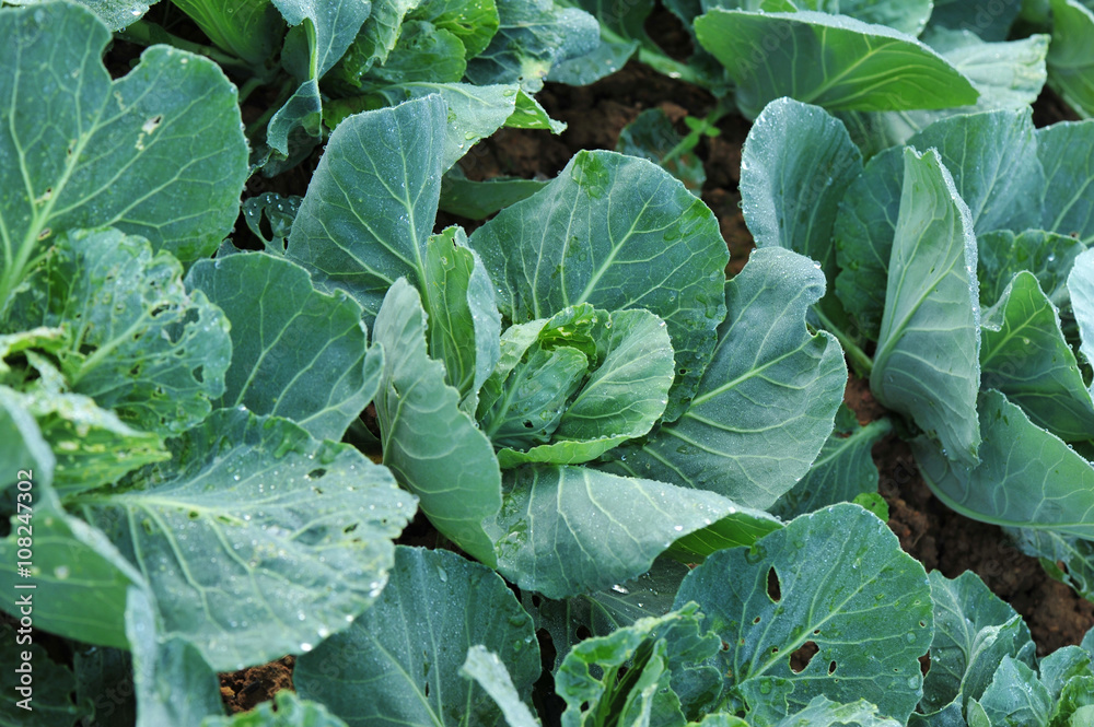 green cabbage in growth at vegetable garden green cabbage in growth at vegetable garden