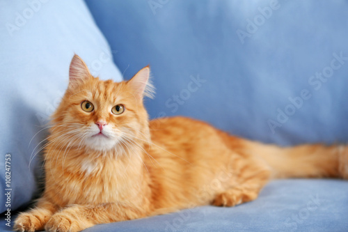 Ginger cat resting on blue sofa indoors