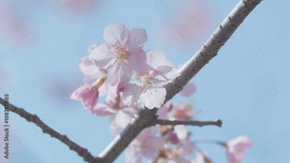 Kawazu Cherry blossoms,in Showa Memorial Park,Tokyo,Japan,Filmed in 4K Kawazu Cherry blossoms,in Showa Memorial Park,Tokyo,Japan,Filmed in 4K
