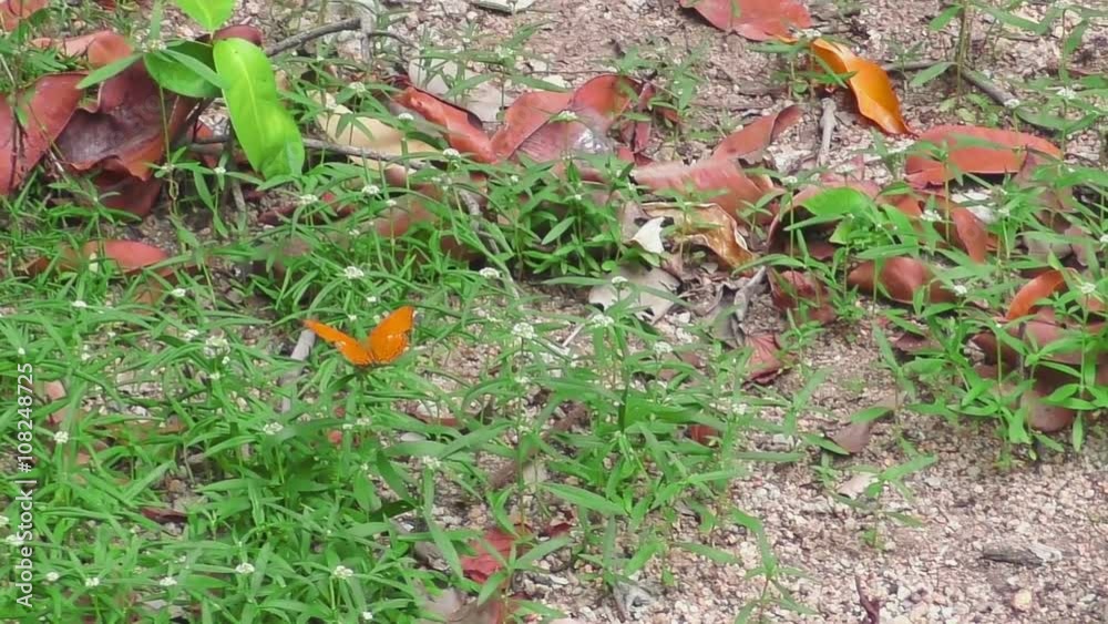 Big orange butterfly Big orange butterfly