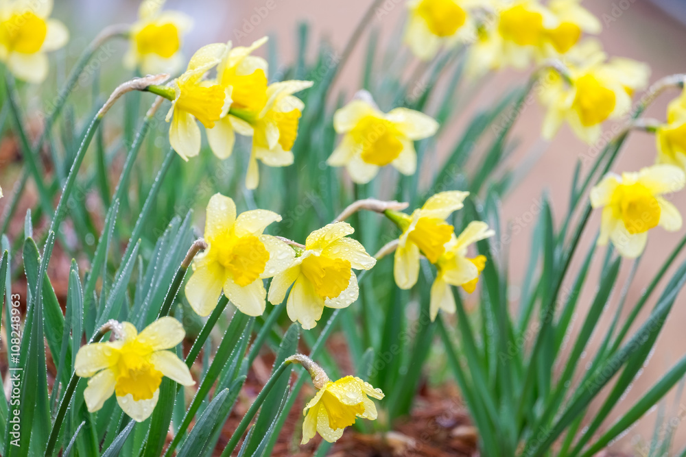 Daffodil yellow flower full bloom in spring season.