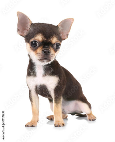 Small chihuahua puppy on the white background © Africa Studio