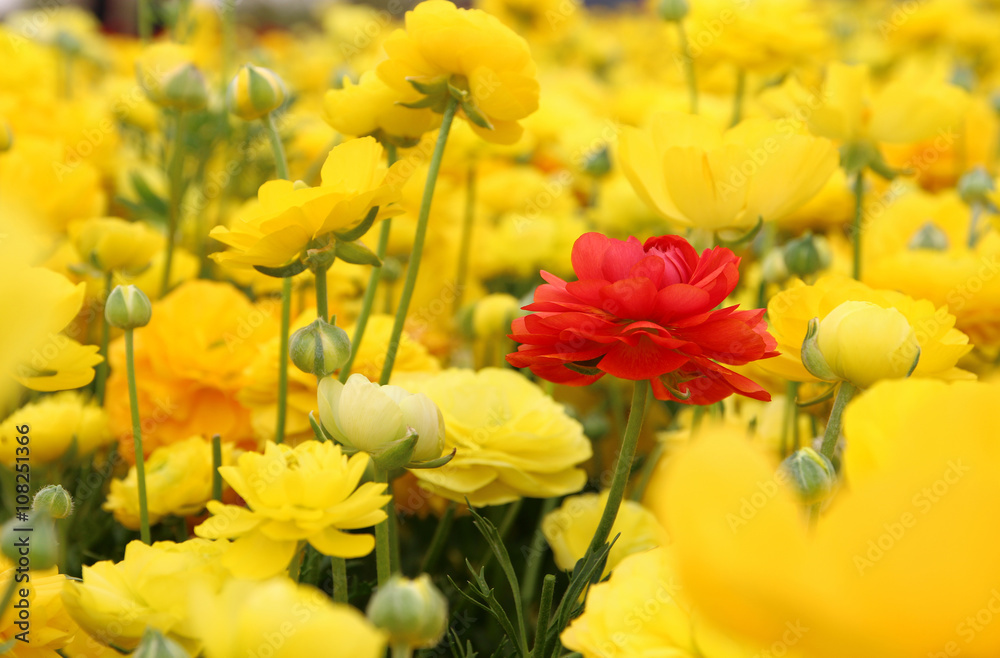 dreamy photo with low angle of spring flowers