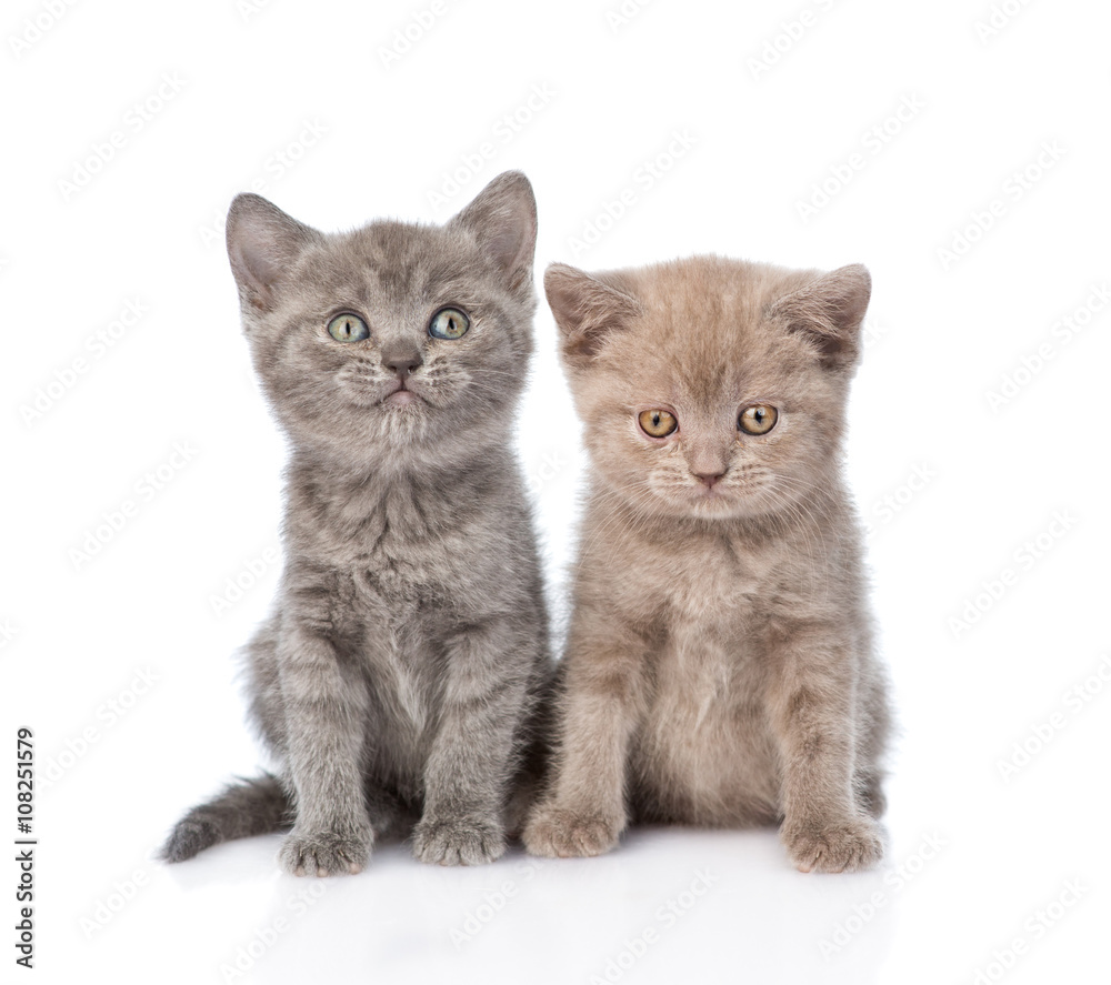 Portrait two cute kittens. isolated on white background