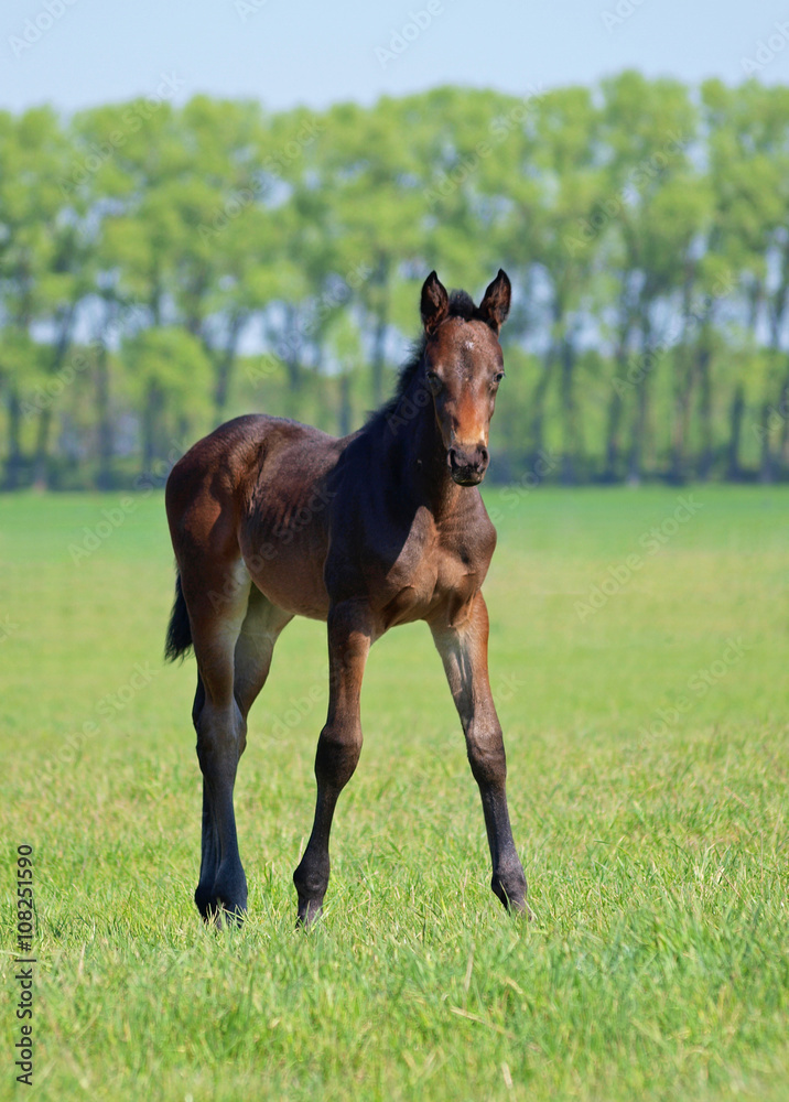 Bay filly standing on a green meadow  - obrazy, fototapety, plakaty 