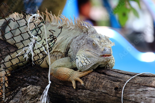 Green Iguana Shedding Skin